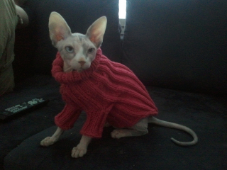 Illustration for article titled Sphynx Cat Ideal for Wealthy Recluse with Allergy